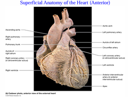 Superficial anatomy of the heart, anterior view
