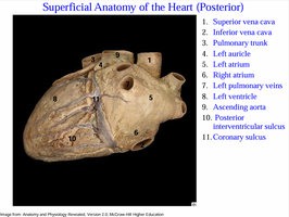 Superficial anatomy of the heart, posterior view