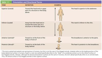 Table of orientation and directional terms continued