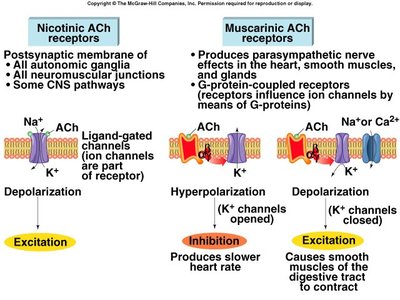 Comparison of nicotinic and muscarinic acetylcholine receptors, their mechanisms, and effects