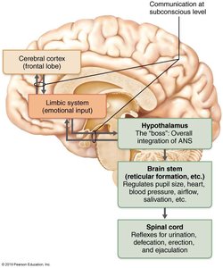 Diagram of CNS regions involved in ANS regulation, including hypothalamus, brainstem, and spinal cord