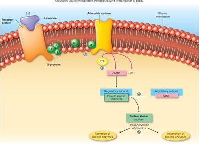 Adenylate cyclase (cAMP) pathway