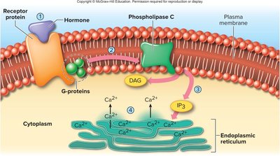 Phospholipase C pathway