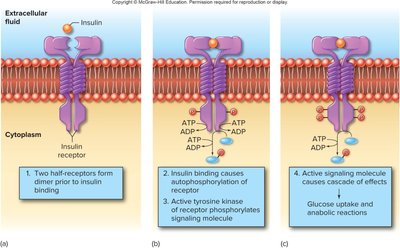 Tyrosine kinase receptor pathway