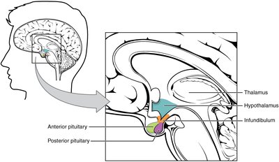Hypothalamus and pituitary gland anatomy
