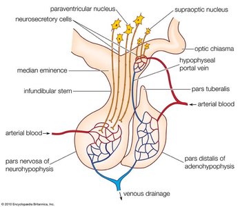 Posterior pituitary hormone release