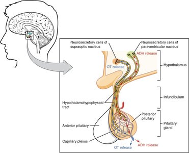 Hypothalamic-pituitary connections