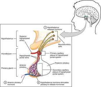 Anterior pituitary hormone regulation