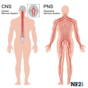 Central and Peripheral Nervous System diagram