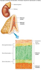Adrenal gland structure