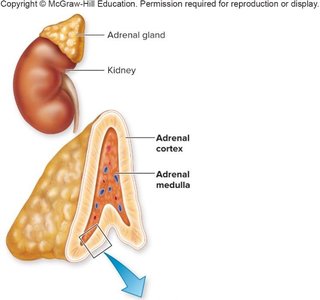 Adrenal medulla effects