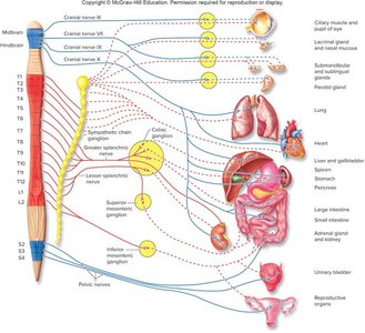 Sympathetic nervous system and adrenal medulla
