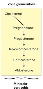 Aldosterone synthesis pathway