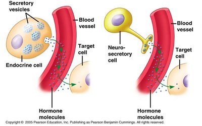 Endocrine and neuroendocrine signaling
