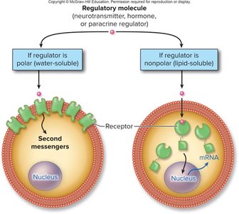 Water-soluble vs. lipid-soluble hormone action