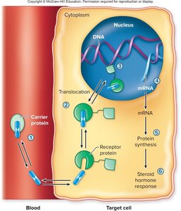 Steroid hormone mechanism of action