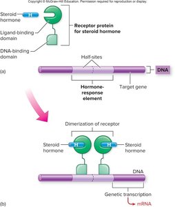 Steroid hormone receptor and DNA interaction