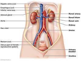 Anatomy of the urinary system showing kidneys, ureters, bladder, and urethra