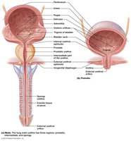 Anatomy of the urinary bladder and urethra in males and females