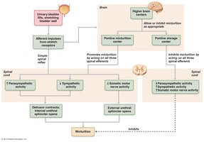 Neural control of micturition (urination)