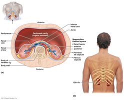 Location of the kidneys in the body, showing supportive tissue layers and relation to vertebrae and ribs
