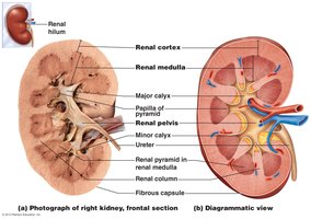 Table of abnormal urinary constituents and their causes