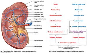 Diagram of nephron structure and associated blood vessels