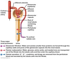 Diagram of nephron showing filtration, reabsorption, and secretion