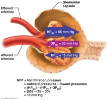 Diagram showing pressures involved in glomerular filtration