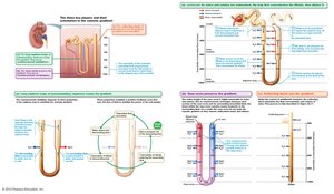 Countercurrent mechanism in the nephron loop and vasa recta