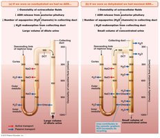 Formation of dilute and concentrated urine depending on ADH levels