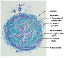 Histology of the ureter showing mucosa, muscularis, and adventitia