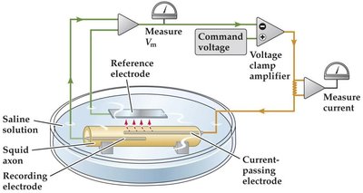 Voltage-clamp setup with squid axon