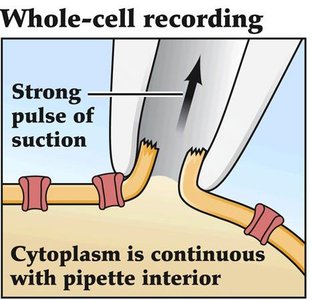 Whole-cell recording diagram