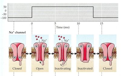 Na+ channel states and gating