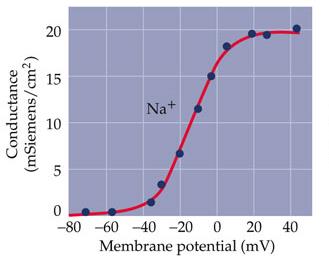 Na+ channel conductance vs. membrane potential