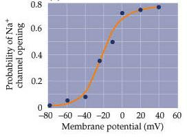 Na+ channel open probability vs. membrane potential