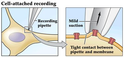 Cell-attached recording diagram