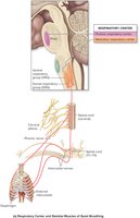 Respiratory center and skeletal muscles of quiet breathing