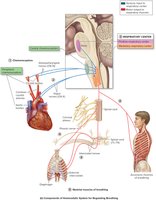 Components of homeostatic system for regulating breathing
