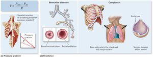 Factors that influence airflow: pressure gradient, bronchiole diameter, compliance