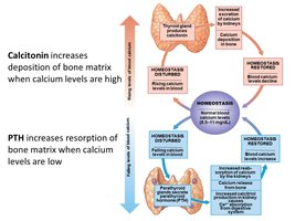 Diagram of calcium homeostasis showing effects of calcitonin and PTH