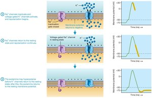 Events of an action potential