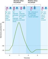 Refractory periods of an action potential
