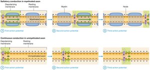 Comparison of saltatory and continuous conduction