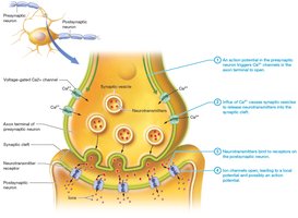 Events at a chemical synapse