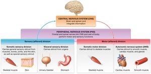 Summary of the structural and functional divisions of the nervous system