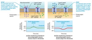 Postsynaptic potentials