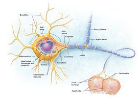Neuron structure
