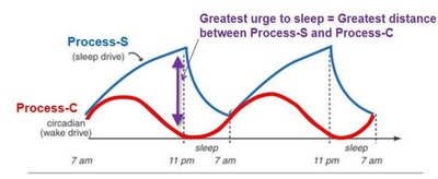 Process-S and Process-C in sleep regulation